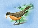 Robin